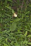 Kentucky Lady's Slipper, Cypripedium kentuckiense