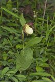Kentucky Lady's Slipper, Cypripedium kentuckiense