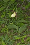 Kentucky Lady's Slipper, Cypripedium kentuckiense