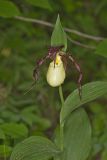 Kentucky Lady's Slipper, Cypripedium kentuckiense