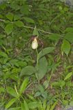 Kentucky Lady's Slipper, Cypripedium kentuckiense