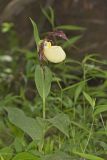 Kentucky Lady's Slipper, Cypripedium kentuckiense
