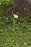 Kentucky Lady's Slipper, Cypripedium kentuckiense