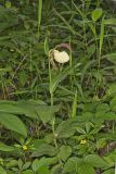 Kentucky Lady's Slipper, Cypripedium kentuckiense
