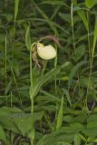 Kentucky Lady's Slipper, Cypripedium kentuckiense