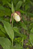 Kentucky Lady's Slipper, Cypripedium kentuckiense