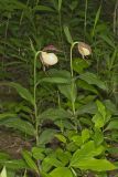 Kentucky Lady's Slipper, Cypripedium kentuckiense