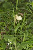 Kentucky Lady's Slipper, Cypripedium kentuckiense
