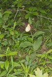 Kentucky Lady's Slipper, Cypripedium kentuckiense