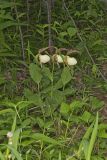 Kentucky Lady's Slipper, Cypripedium kentuckiense