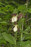Kentucky Lady's Slipper, Cypripedium kentuckiense