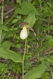 Kentucky Lady's Slipper, Cypripedium kentuckiense