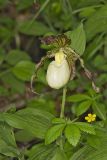 Kentucky Lady's Slipper, Cypripedium kentuckiense