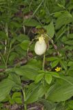 Kentucky Lady's Slipper, Cypripedium kentuckiense
