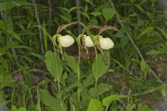 Kentucky Lady's Slipper, Cypripedium kentuckiense
