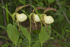 Kentucky Lady's Slipper, Cypripedium kentuckiense Kentucky Lady's Slipper, Cypripedium kentuckiense