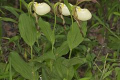 Kentucky Lady's Slipper, Cypripedium kentuckiense