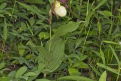 Kentucky Lady's Slipper, Cypripedium kentuckiense