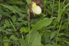 Kentucky Lady's Slipper, Cypripedium kentuckiense Kentucky Lady's Slipper, Cypripedium kentuckiense