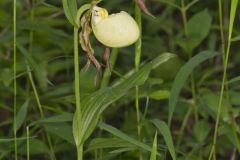 Kentucky Lady's Slipper, Cypripedium kentuckiense