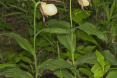 Kentucky Lady's Slipper, Cypripedium kentuckiense