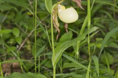 Kentucky Lady's Slipper, Cypripedium kentuckiense