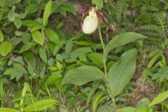 Kentucky Lady's Slipper, Cypripedium kentuckiense