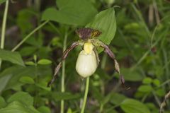 Kentucky Lady's Slipper, Cypripedium kentuckiense