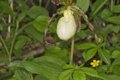 Kentucky Lady's Slipper, Cypripedium kentuckiense