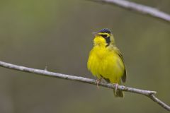 Kentucky Warbler, Geothlypis formosa