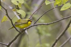 Kentucky Warbler, Geothlypis formosa