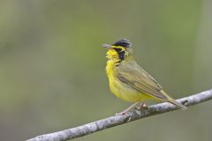 Kentucky Warbler, Geothlypis formosa