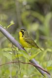 Kentucky Warbler, Geothlypis formosa