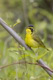 Kentucky Warbler, Geothlypis formosa
