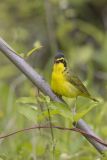 Kentucky Warbler, Geothlypis formosa