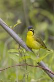 Kentucky Warbler, Geothlypis formosa