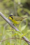 Kentucky Warbler, Geothlypis formosa