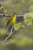Kentucky Warbler, Geothlypis formosa