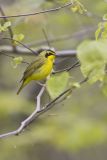 Kentucky Warbler, Geothlypis formosa