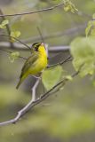 Kentucky Warbler, Geothlypis formosa