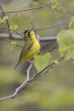 Kentucky Warbler, Geothlypis formosa