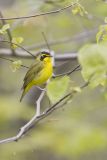 Kentucky Warbler, Geothlypis formosa