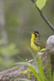 Kentucky Warbler, Geothlypis formosa