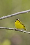 Kentucky Warbler, Geothlypis formosa
