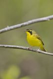 Kentucky Warbler, Geothlypis formosa
