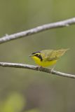 Kentucky Warbler, Geothlypis formosa