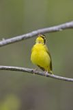Kentucky Warbler, Geothlypis formosa