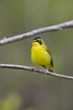 Kentucky Warbler, Geothlypis formosa