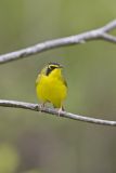 Kentucky Warbler, Geothlypis formosa