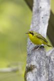 Kentucky Warbler, Geothlypis formosa